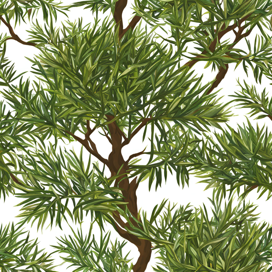Tea Tree Essential Oil