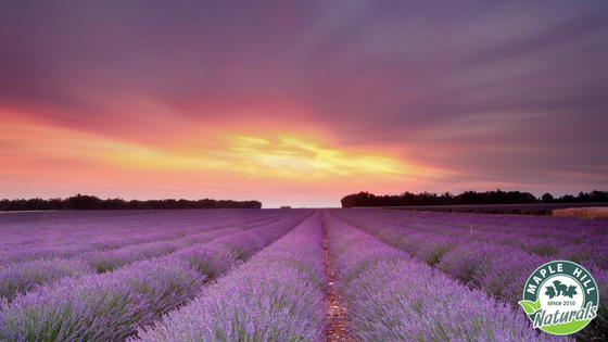 Lavender Essential Oil: A Tried and True Go To