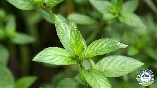 Peppermint Essential Oil: A cool everyday workhorse
